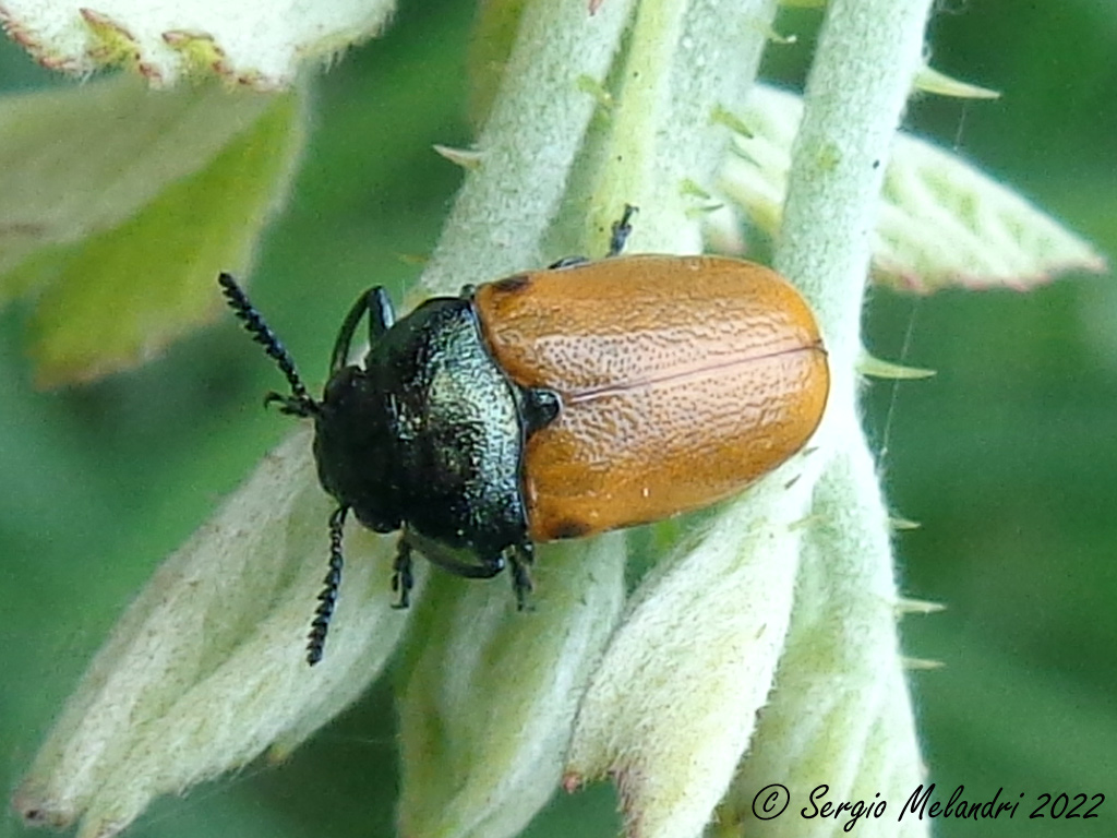 Chrysomelidae: Labidostomis longimana
